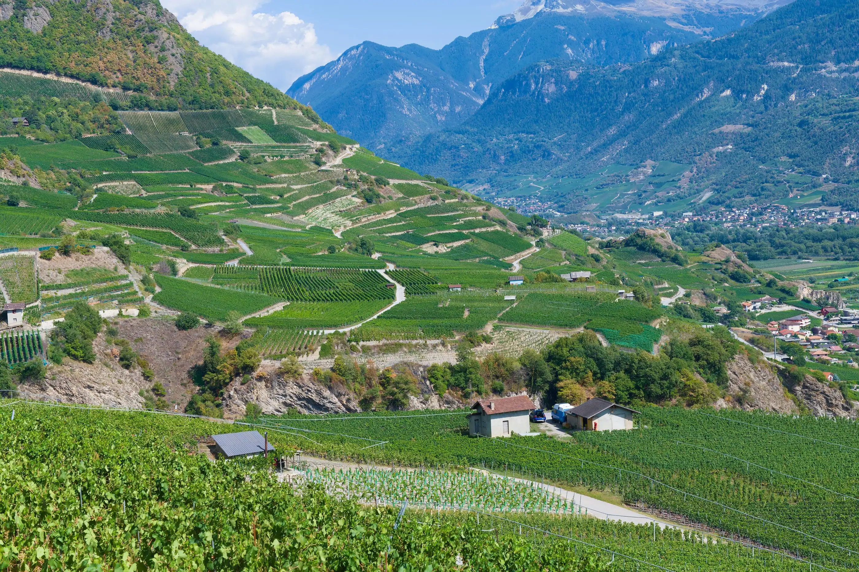 Vignes en terrasses et murs en pierre sèche au-dessus de la vallée du Rhône